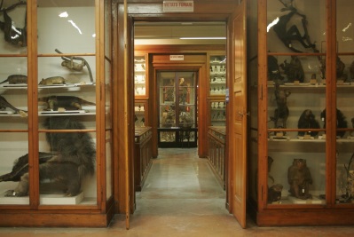 Museo Zoologia